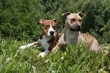 AMSTAFF  ADULT & PUPPIES 066
